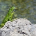 iguana_green_tf_gc_h_0110_cay1027.jpg